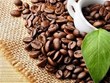 Opportunités élargies pour le café vietnamien aux États-Unis