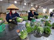 Des légumes de Da Lat exportés vers Singapour et la République de Corée