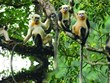 Monkey Day 2022 sensibilise à la conservation des rares rhinopithèques du Tonkin à Ha Giang