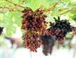 Le raisin noir sans pépins, le premier de son genre à Ninh Thuan