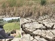 La sécheresse et l’intrusion saline affectent gravement l'agriculture dans le delta du Mékong