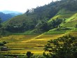 Découvrir les champs en terrasses de Hoang Su Phi sous forme virtuelle