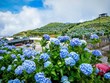 Des fleurs d'hortensia colorées au sommet du Mont Mau Son