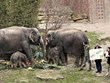 Bébé éléphant Bao Ngoc – un symbole de l'amitié Vietnam – Allemagne