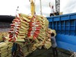 Le Vietnam exporte un volume record de riz en huit mois 