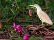 Beauté des oiseaux au parc national de Tram Chim