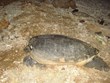 Quang Tri: une tortue de 50 kg est relâchée à la mer