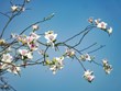 Les fleurs de bauhinia fleurissent dans toute la ville de Dien Bien
