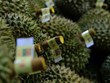  La province de Lâm Dông exporte son premier lot de durians vers la Chine