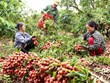 Hung Yen : la saison de récolte des litchis précoces commencera dans deux semaines