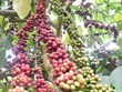 Améliorer 107.000 hectares de café entre 2021 et 2025