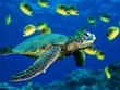 Réhabilitation des populations de tortues menacées au Vietnam