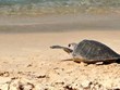 À Quang Tri, une tortue olivâtre est relâchée à la mer