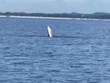 Une baleine apparait dans les eaux de Quang Ninh