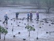Lancement d'un projet de restauration des mangroves à Ninh Binh financé par la R. de Corée