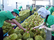 Le durian et la noix de coco devraient rejoindre le club des exportations "à 1 milliard de dollars"