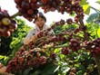 Le Vietnam exporte 1,36 million de tonnes de café en onze mois