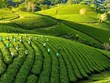 Le Vietnam mène la révolution de l’agriculture verte