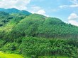 Le Vietnam pourrait générer 5.000 mds de dongs par an en vendant des crédits carbone forestier