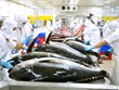Exportations : efforts pour faire revenir le thon dans le groupe des produits d'au moins un milliard de dollars