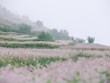 Ha Giang au temps de la floraison des champs de sarrasin