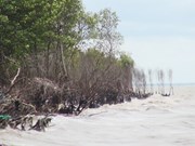 Plusieurs superficies de forêt de protection de la digue maritime ravagées à cause de l’érosion
