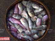 Les fruits de mer séchés de Sa Huynh à Quang Ngai (Centre)
