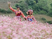 Les fleurs de sarrasin en vedette sur le plateau karstique de Dong Van