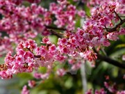 Les cerisiers Higan Sakura du Japon sont en fleurs à Dien Bien