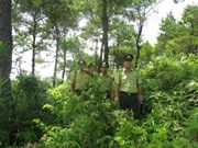 Préserver les arbres précieux de la forêt de Phong Quang 