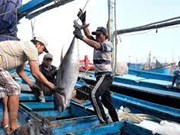 Les exportations de thon en forte hausse