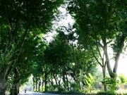 Les arbres verts ornent et rendent Hanoi plus conviviale pour les touristes