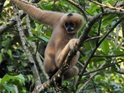 Des primates dans le Parc national de Cuc Phuong