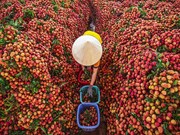 Saison de récolte du litchi dans le district de Luc Ngan, à Bac Giang