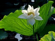 Le lotus blanc est en pleine floraison sur le lac Tinh Tam (Huê)