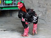 Vietnam: Les "poulets dragons" attirent l’attention des médias occidentaux