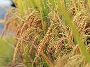 La moisson approche dans les rizières en terrasses de Lai Chau