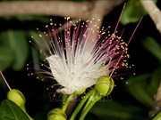 Le badamier de l'Inde, une plante typique de Truong Sa
