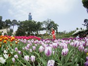 Spectaculaire floraison de tulipes sur le mont Ba Den