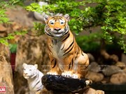 Statues de tigre en porcelaine de la SARL Minh Long I 