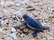 "Sages-femmes" pour les tortues marines, la fierté des gardes forestiers