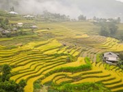 La beauté des rizières en terrasse de Ha Giang à la saison du riz mûr