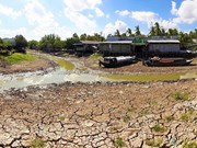 La province de Ca Mau lourdement touchée par la sécheresse