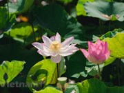 En été, rendez-vous au bord de l’étang de lotus près de la cave Mua à Ninh Binh