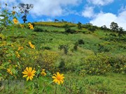 Gia Lai : des tournesols sauvages fleurissent au cratère du volcan Chu Dang Ya 