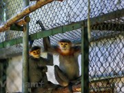 Les «nounous» des primates au Parc national de Cuc Phuong
