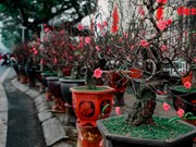 L'ambiance du Têt traditionnel règne les marchés aux fleurs de Hanoï