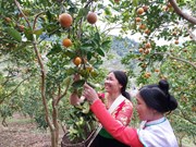 Les vergers d'orangers mûrs de Moc Chau attirent les touristes
