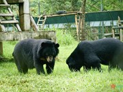 Des stars étrangères et nationales accompagnent la campagne de protection des ours au Vietnam