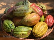 Flâner dans le jardin de cacaoyer à Buon Ma Thuot